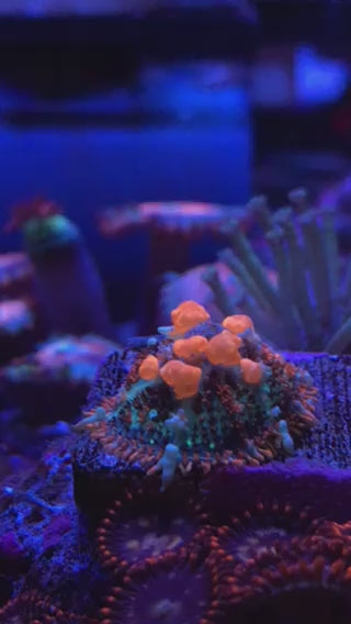Orange Blast Bounce Mushroom Coral