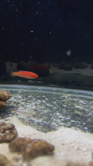 Magma Fairy Wrasse - Male