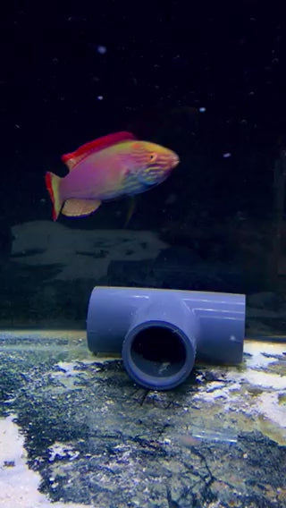 Red Margin Fairy Wrasse