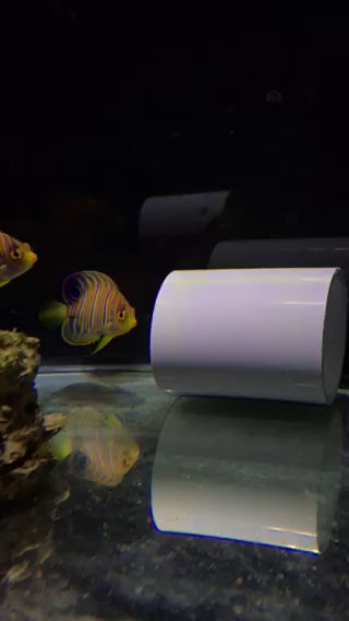 2.5" Regal Angelfish - (Bonded Pair)