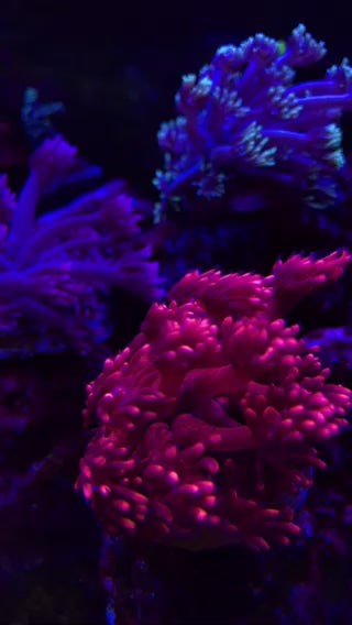 3Pck Goniopora Coral