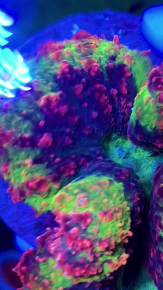 Ultra Rainbow Symphyllia Coral
