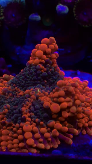 XL Orange Blast Ricordea Yuma Mushroom Coral