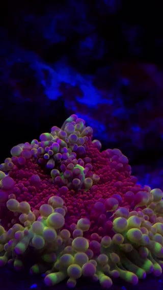 Ultra Yellow Queen Ricordea Yuma Coral