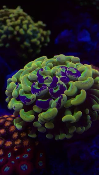 Aussie Holy Grail Hammer Coral