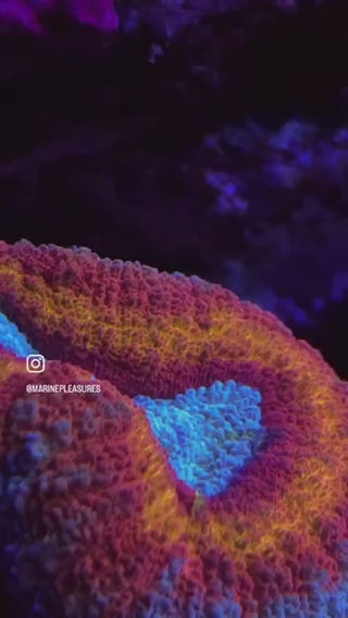 Aquaman Rainbow Lobophyllia Coral