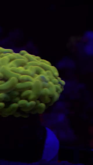 True Yellow Ultra Hammer Coral