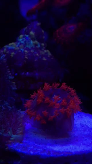 Dare Devil Bounce Mushroom Coral
