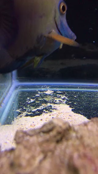 Blue Belly Koi Tang