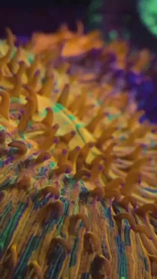3.5" Fungia Plate Coral - Orange Ultra Splatter