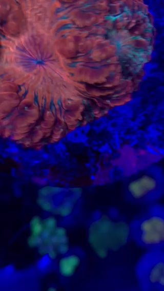 Aussie Orange Ultra Stripe Blastomussa - (Colony)