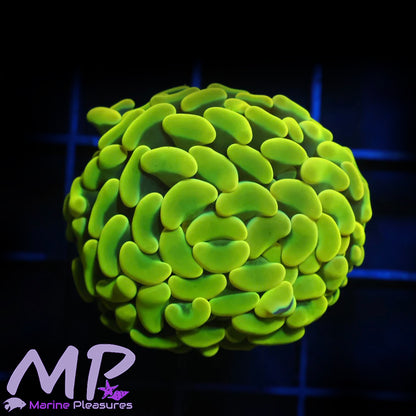 True Yellow Ultra Hammer Coral