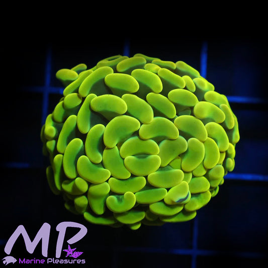 True Yellow Ultra Hammer Coral