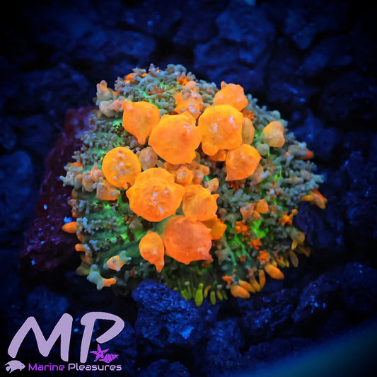 Sunkist Bounce 2.0 Mushroom