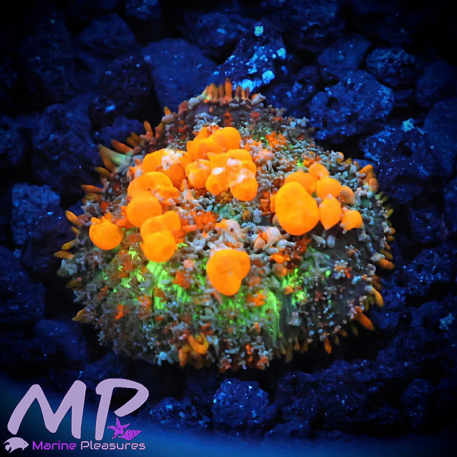 Sunkist Bounce 2.0 Mushroom