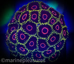 Load image into Gallery viewer, WWC Evil Hearts Zoanthids - (1-2 Polyps)
