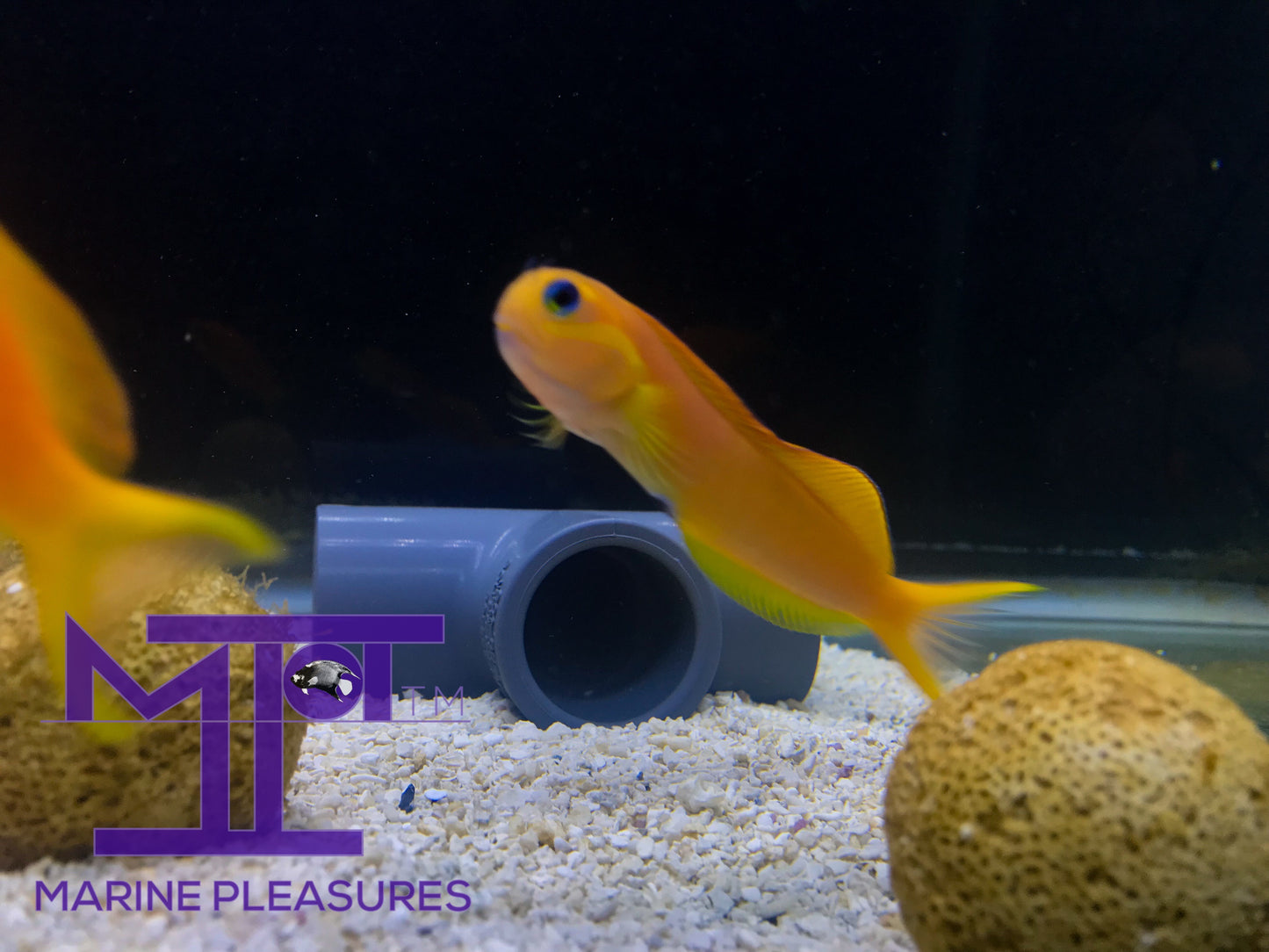 2.5" Midas Blenny - African