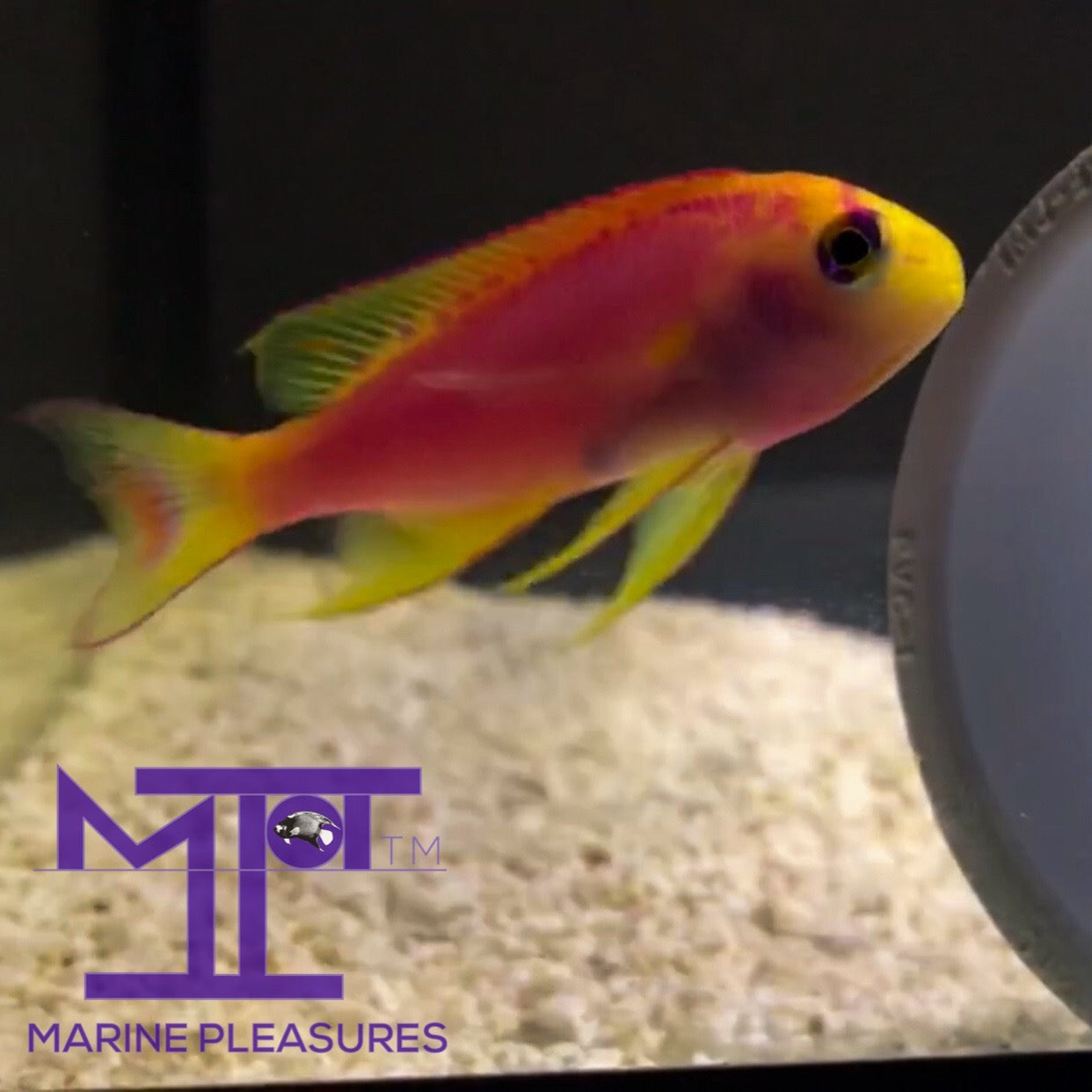 Japanese Ventralis Anthias - (Male)