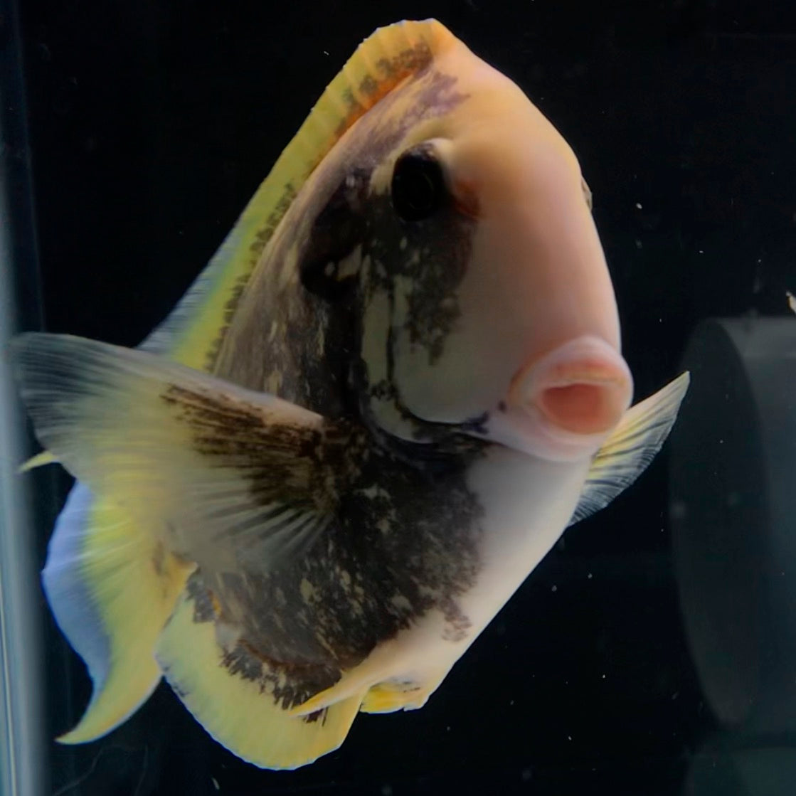 Vampire Aberrant Acanthurus