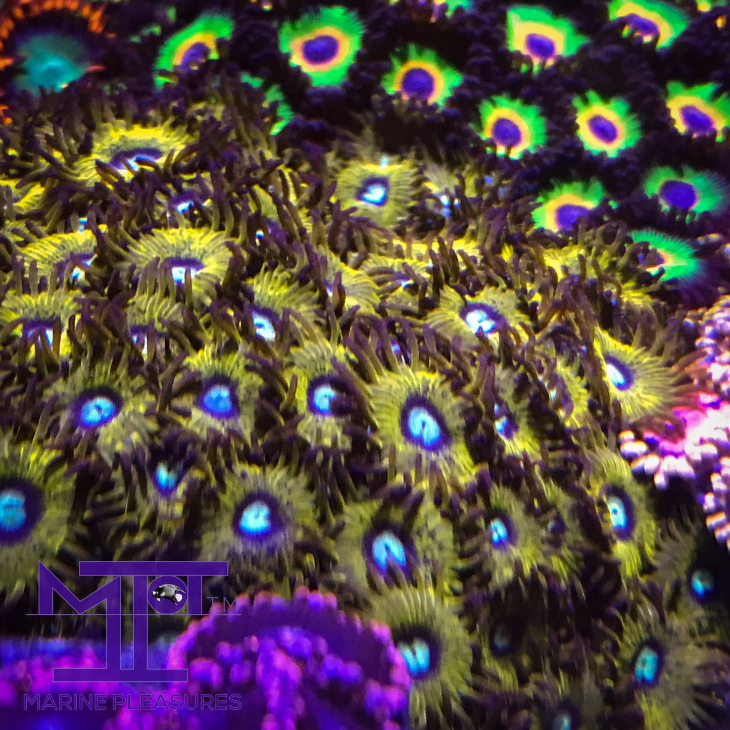 Pikachu Zoanthids - (1-3 Polyps)