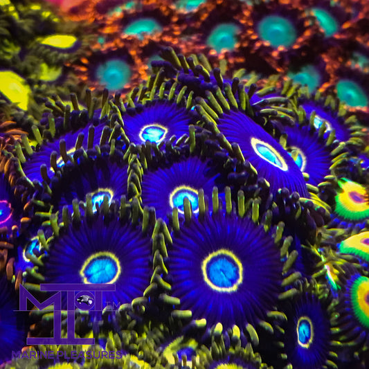 Blue Hornets Zoanthids - (1 Polyp)