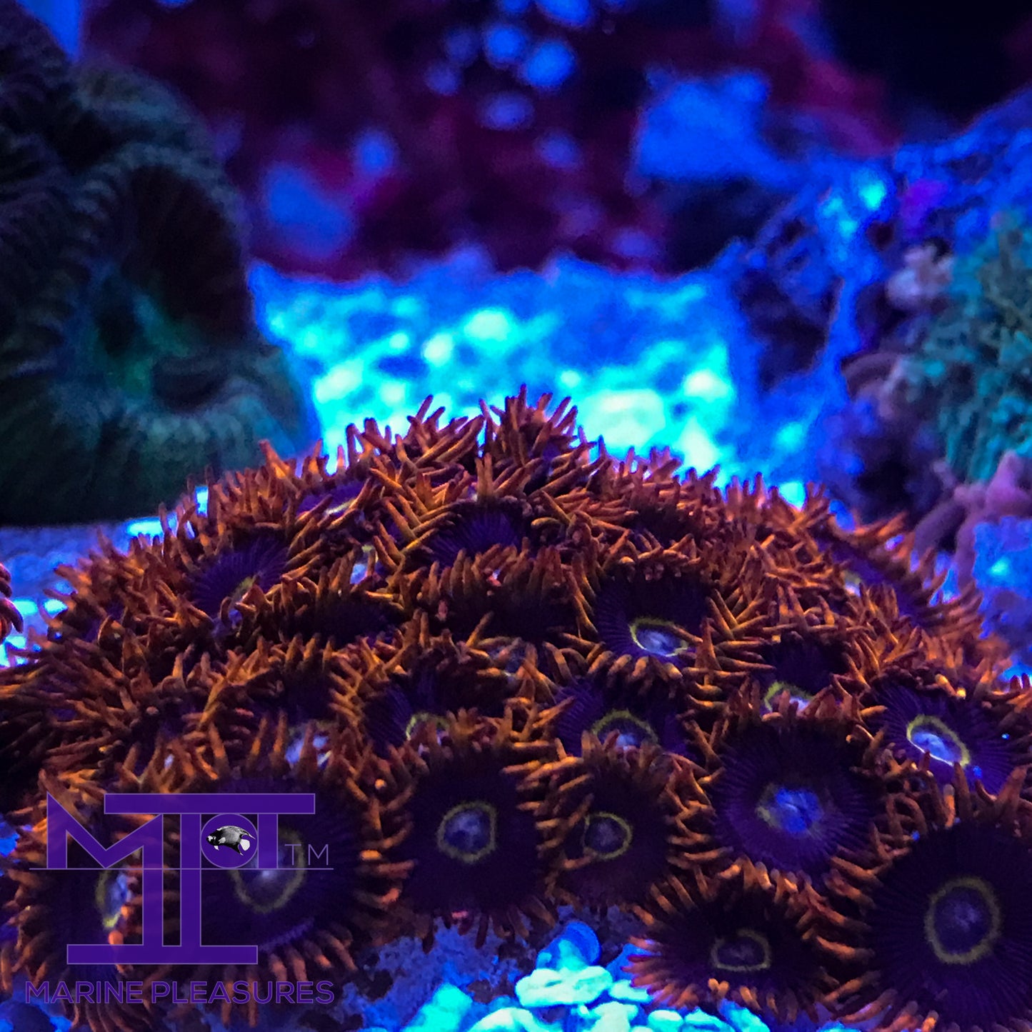 Rainbow Hornets Zoanthids - (1-2 Polyps)