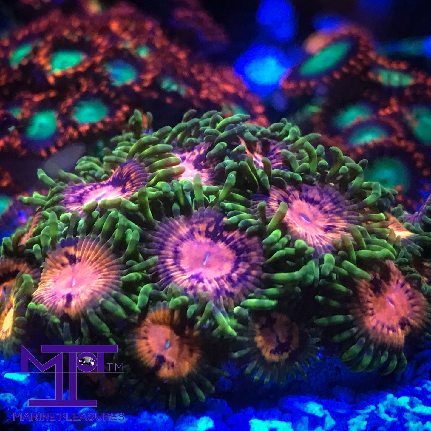 SBB Marvin The Martian Zoanthids