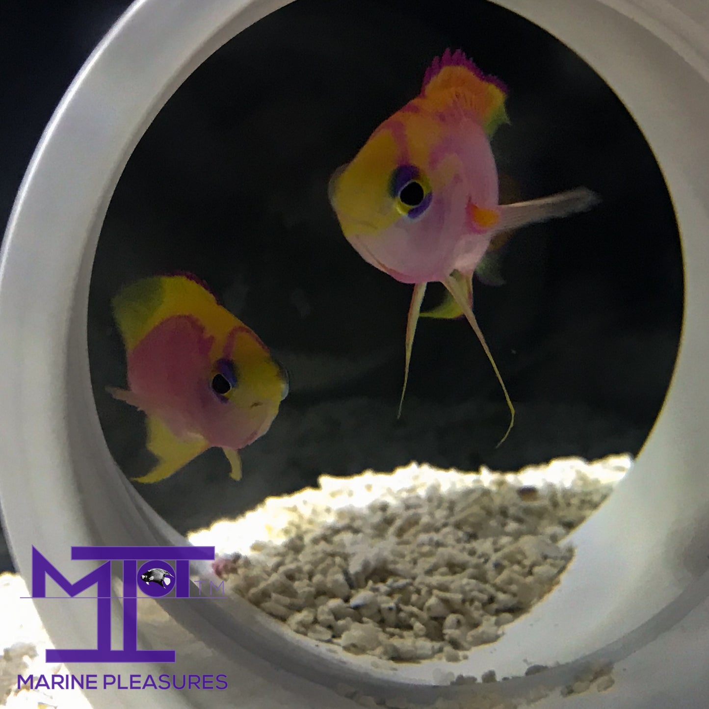 Japanese Ventralis Anthias - (Pair)