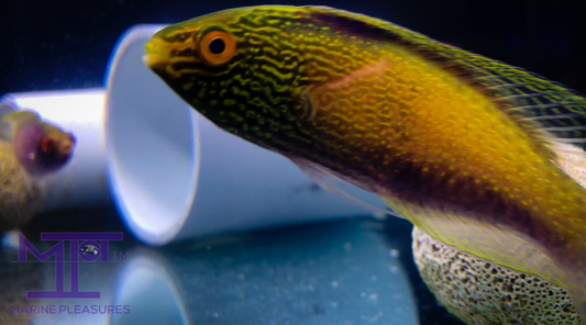 Golden Rhomboid Fairy Wrasse - (PAIR)