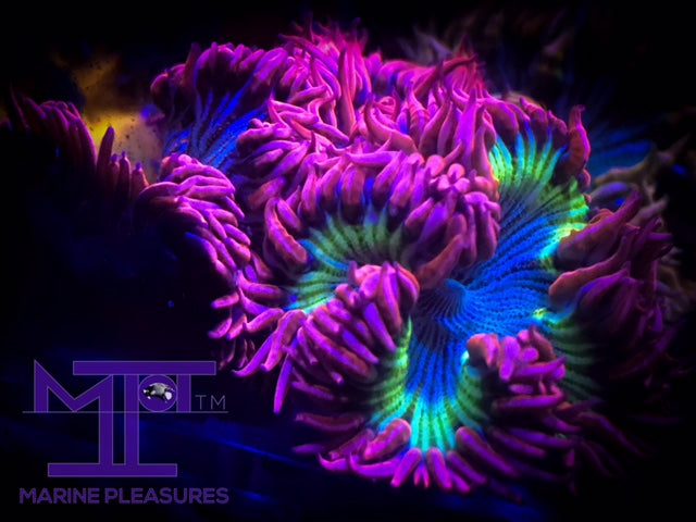 Ultra Rock Flower Anemone - (3 Pack)