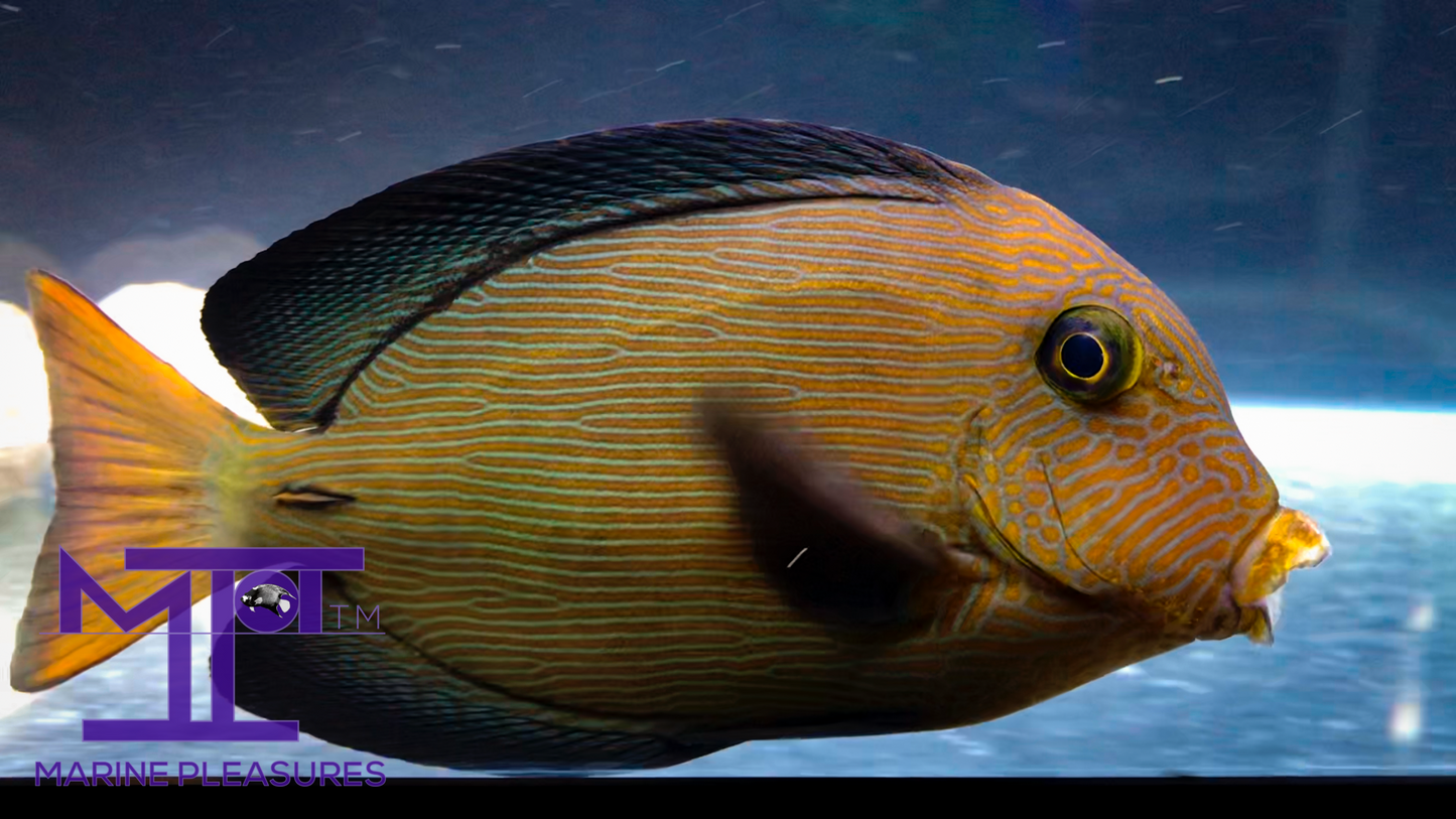 3.5" Hawaiian Chevron Tang