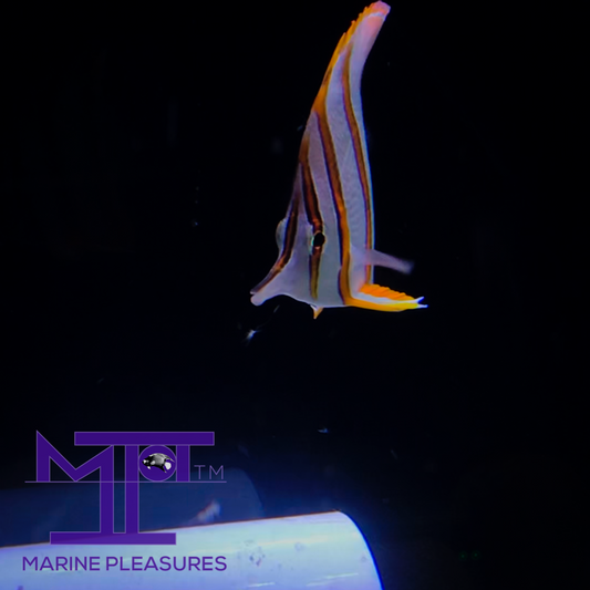 2" Copperband Butterflyfish