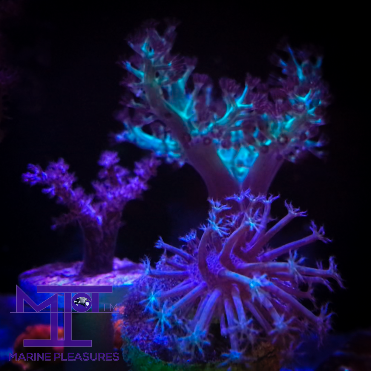 Japanese Softie Corals - (3 Pack)