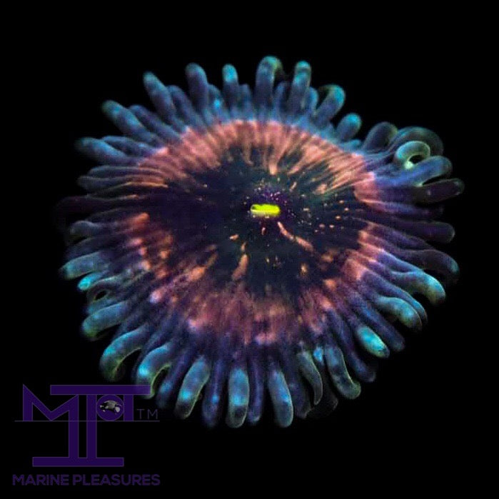 Strawberry Space Chaos - (1 Polyp)