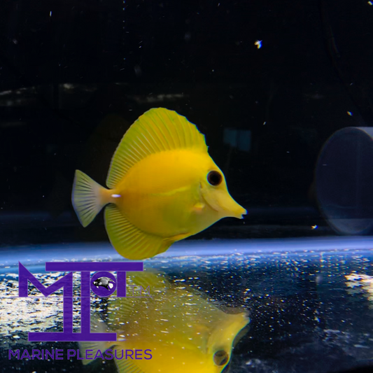 Yellow Scopas Tang - (Rare)
