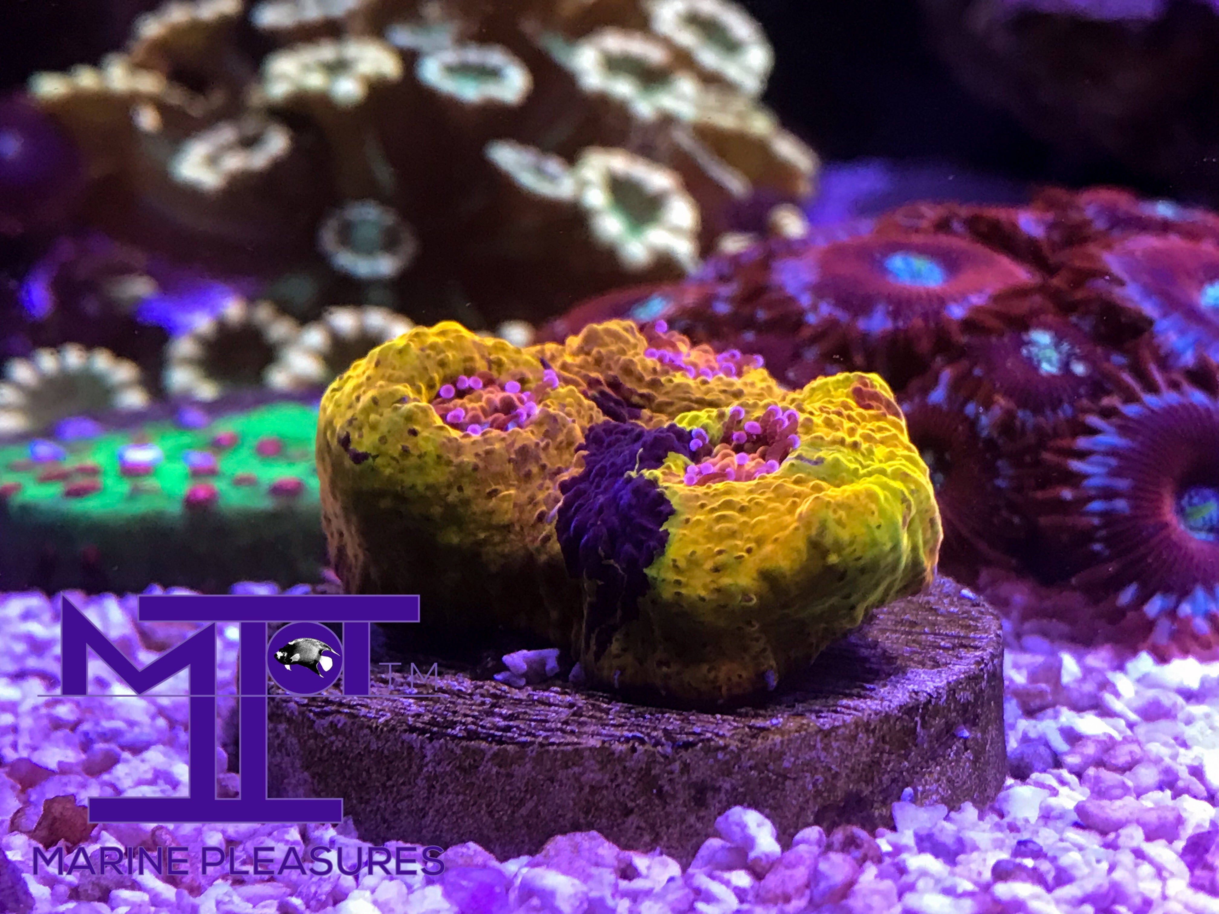 CDU Gucci Chalice Coral - (Cut to Order)