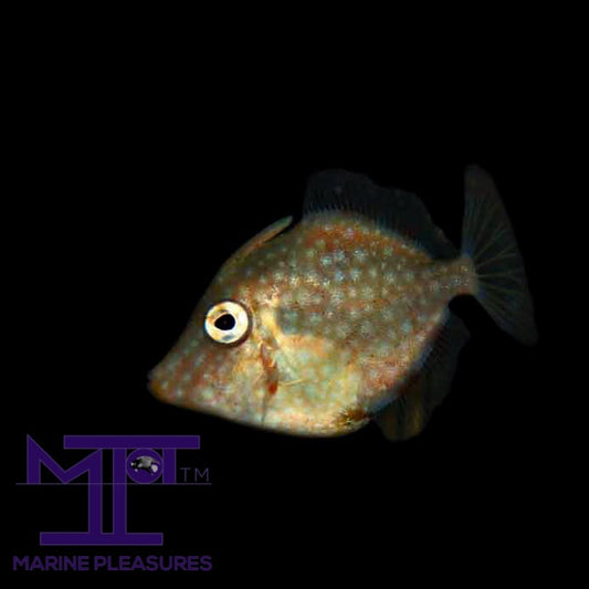 Japanese Pygmy Filefish - (White spotted)