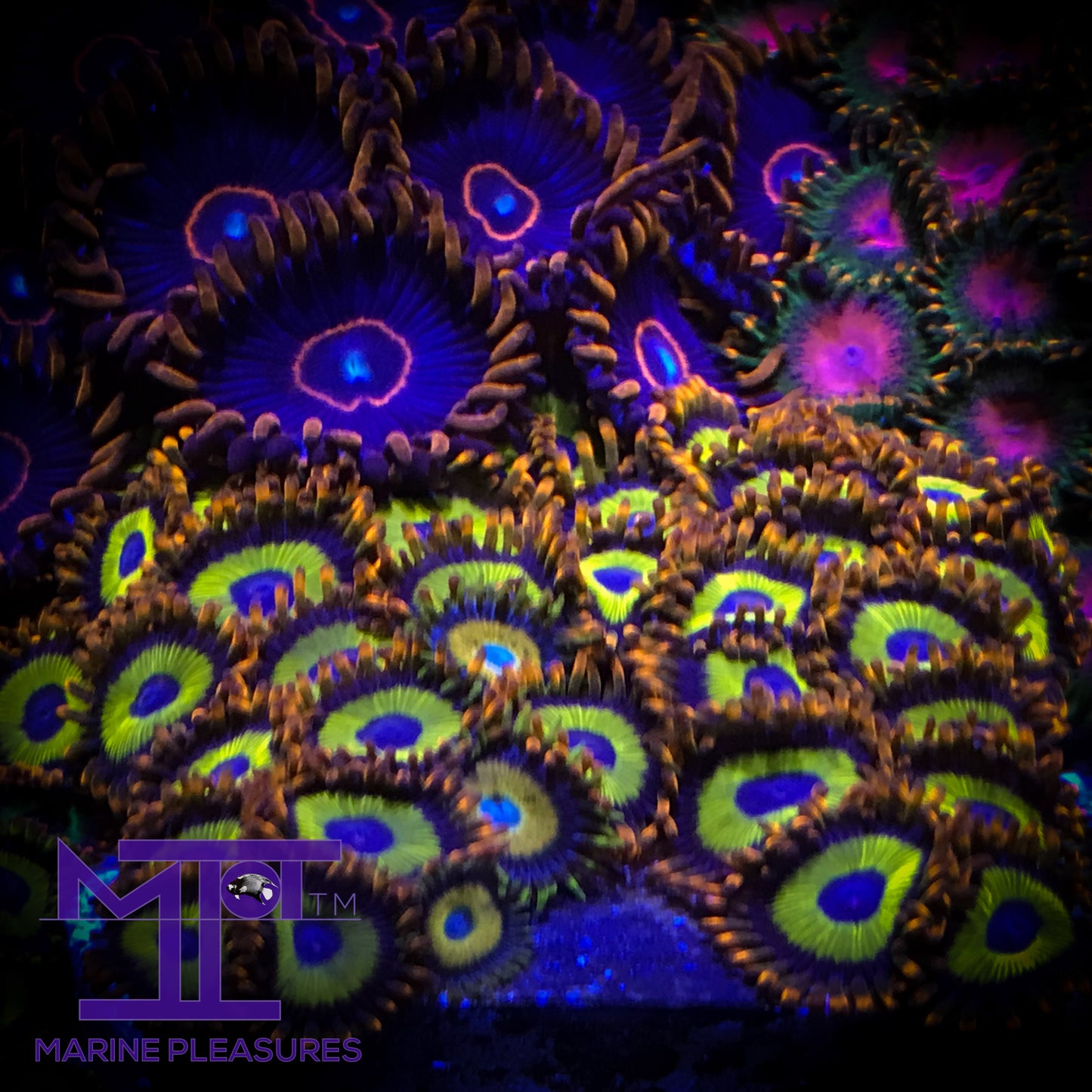 Fruit Loops Zoa