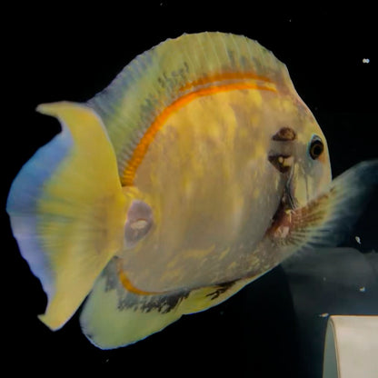 Vampire Aberrant Acanthurus