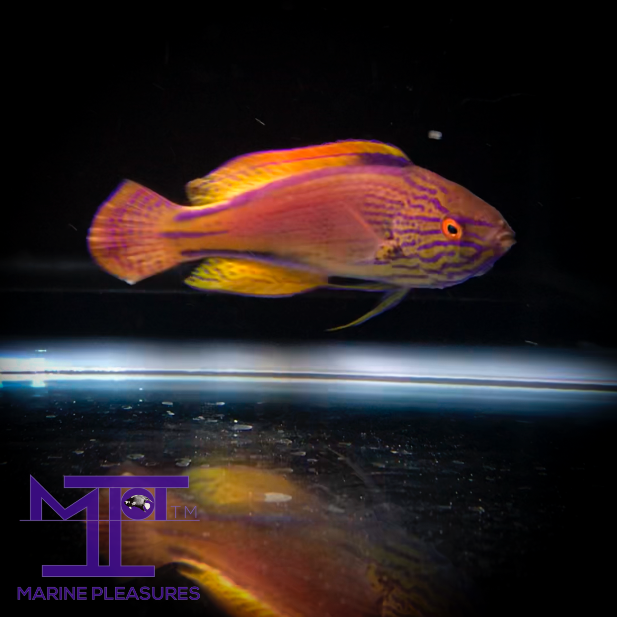 Lineatus Fairy Wrasse - (Supermale)