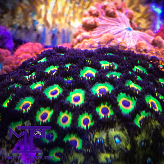 Bob Marley's Zoanthids - (1-2 Polyps)