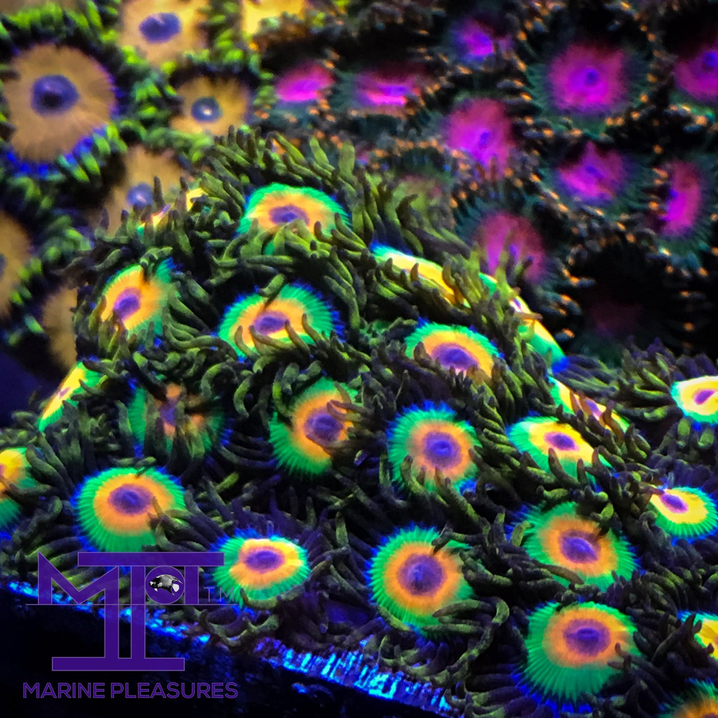 Rasta Zoanthids - (1 Polyp)