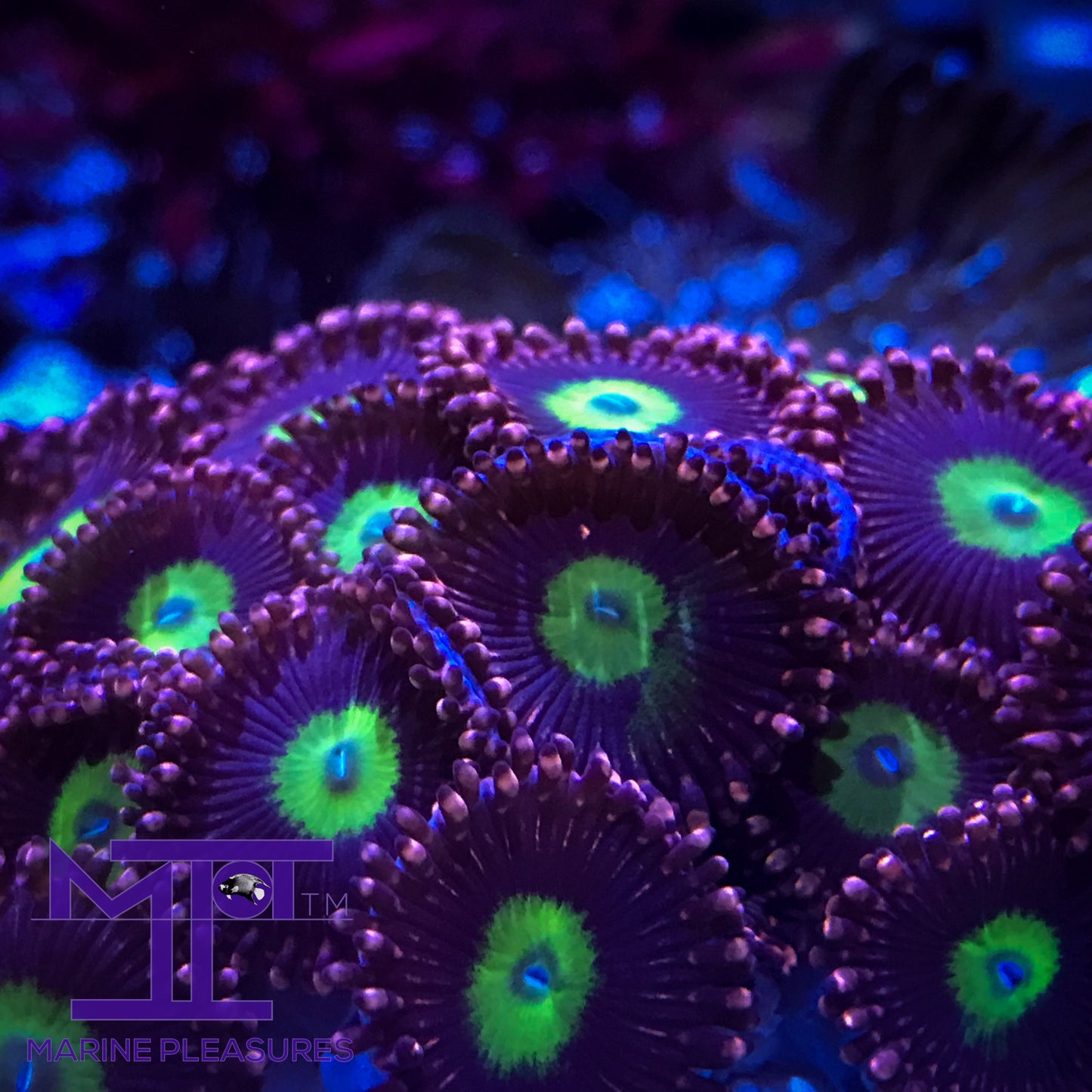 CB Omega Zoanthids - (1 Polyp)