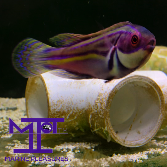 Laboute's Fairy Wrasse - (Supermale)