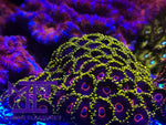 Load image into Gallery viewer, WWC Evil Hearts Zoanthids - (1-2 Polyps)
