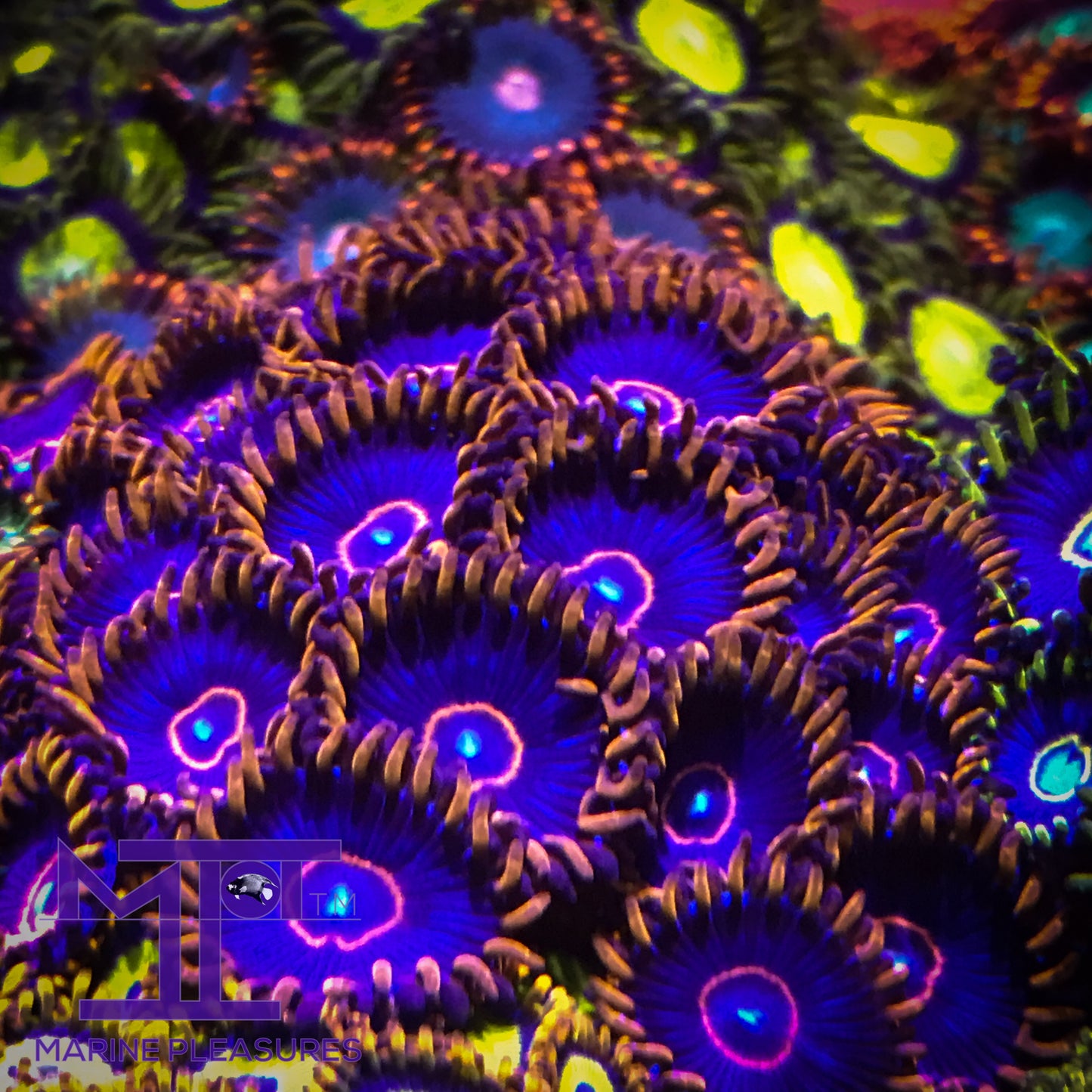 Red Hornets Zoanthids