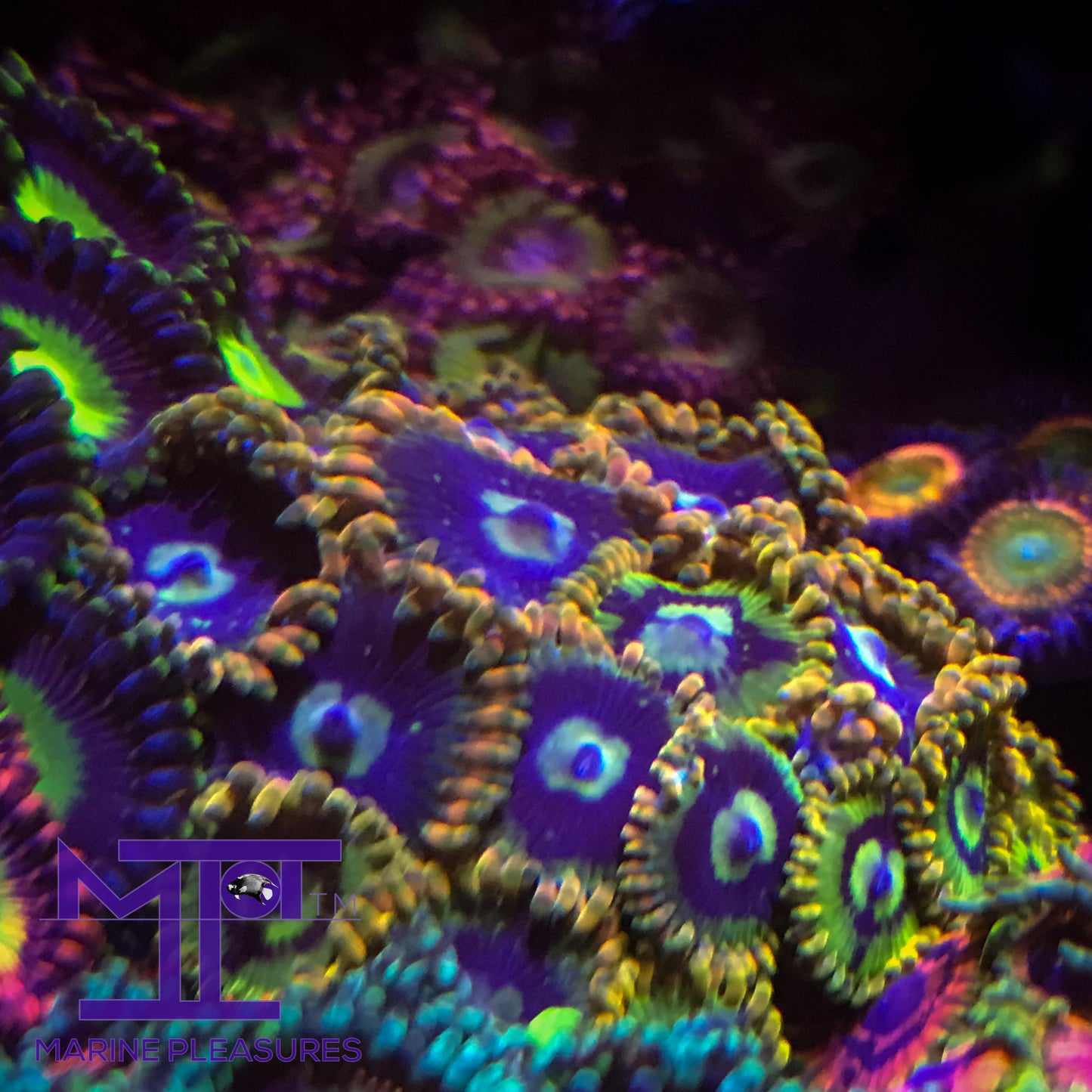 Rainbow Yoda  Zoanthids - (1 Polyp)