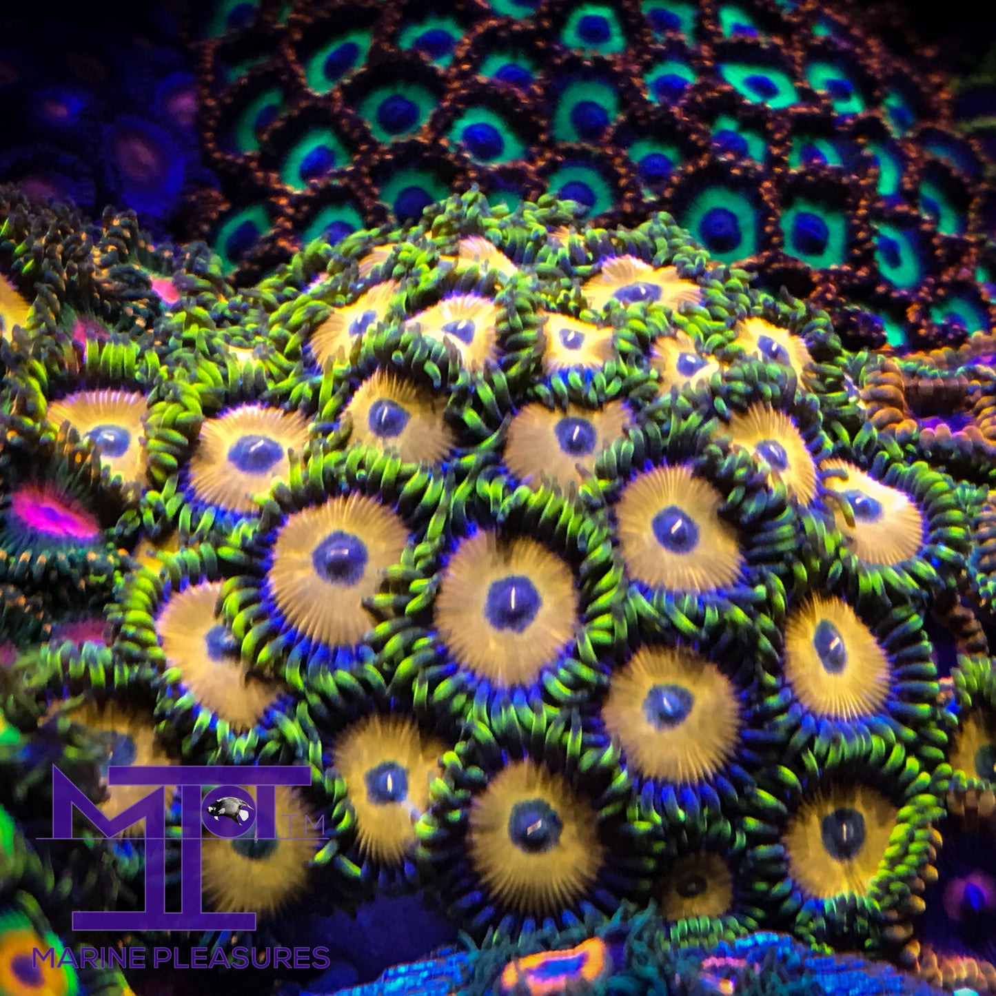 Sponge Bob Zoanthids - (1-2 Polyps)