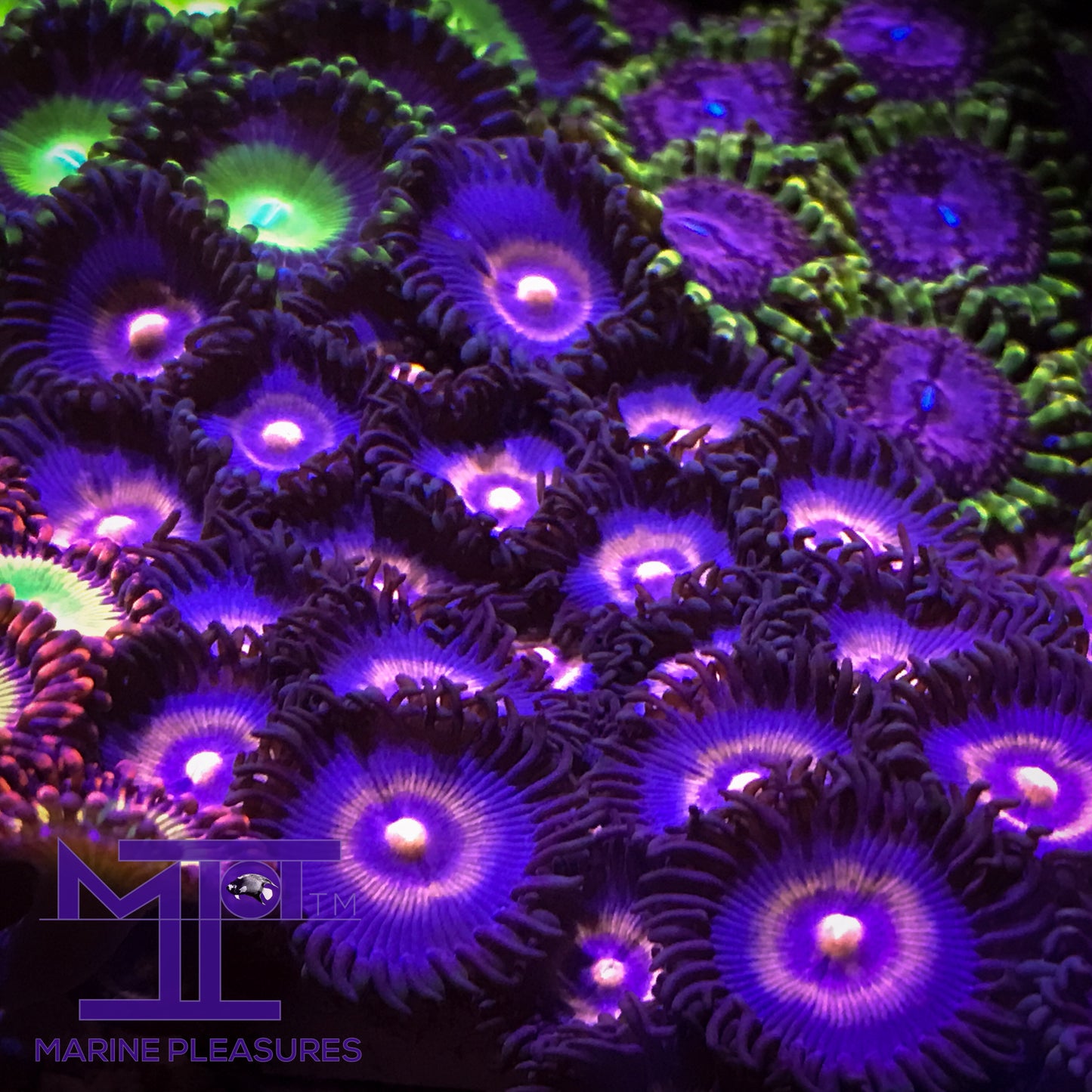 Og Wolverine Zoanthids