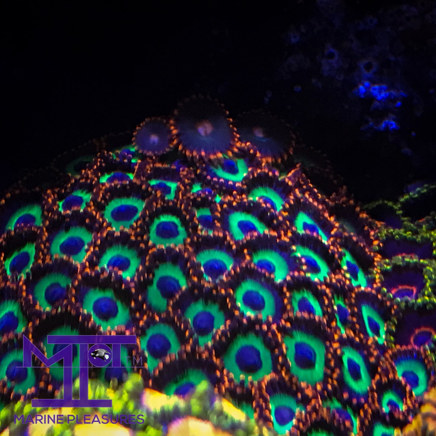 Vegas Strip Zoanthids - (1-3 Polyps)